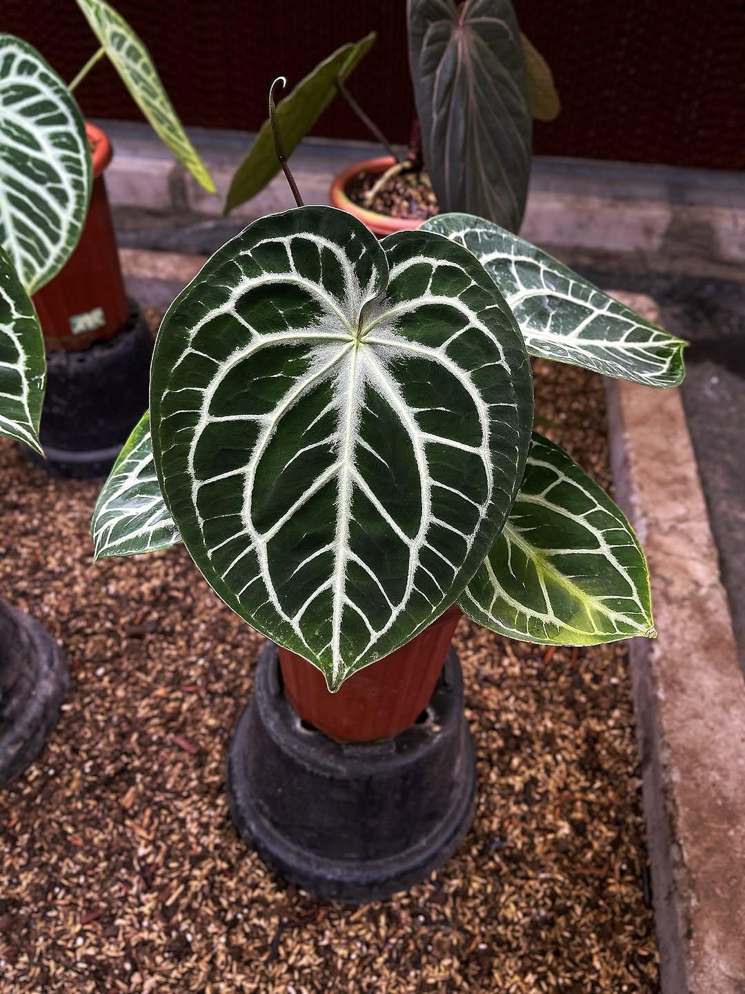 Anthurium red spider - Etsy 日本