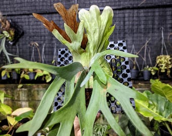 Platycerium Willinckii Jewel Sporeling - Etsy