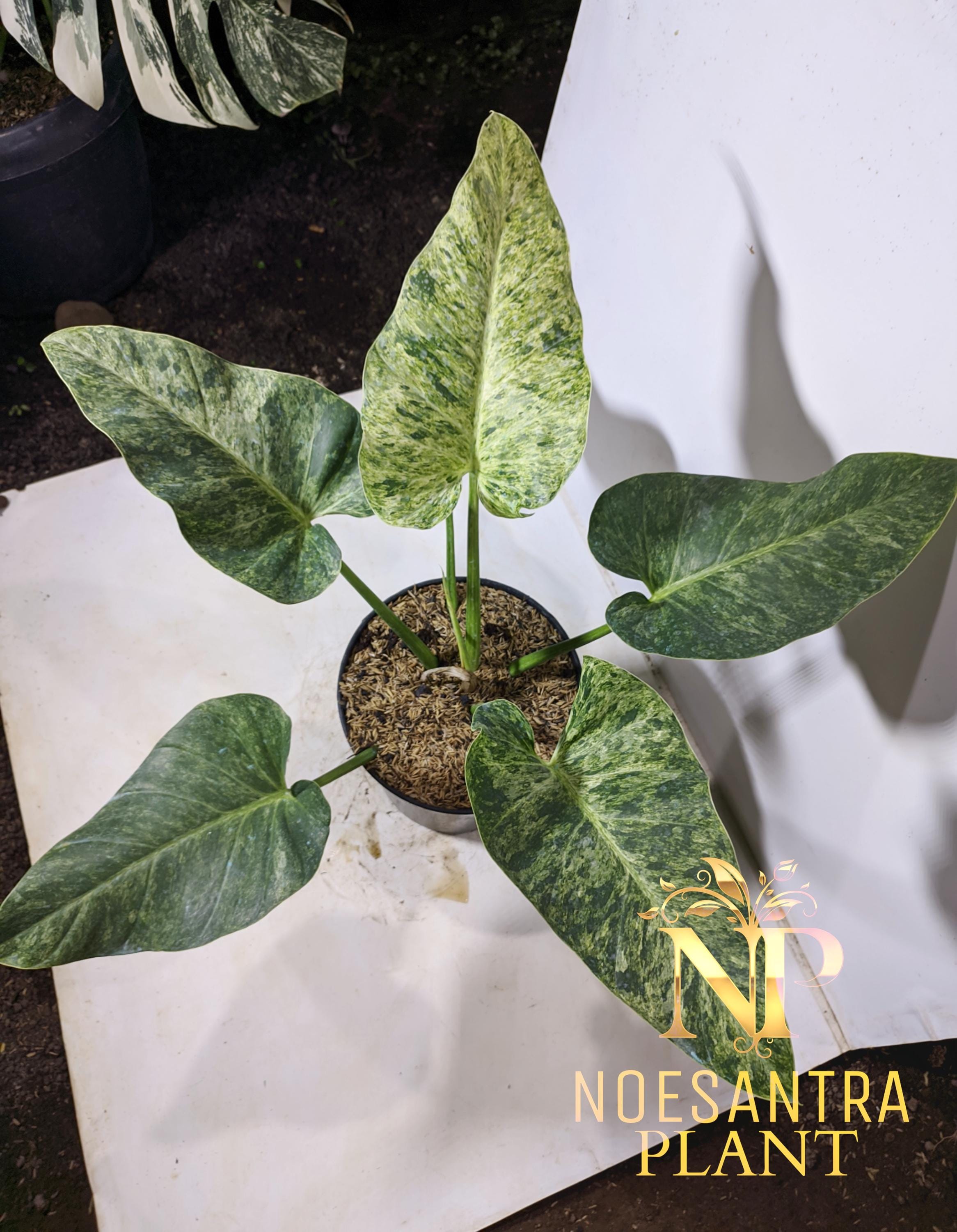 Variegated philodendron giganteum - Etsy 日本
