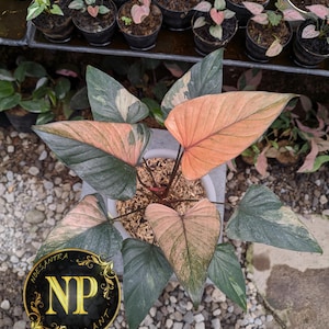 Może przedstawiać: Widok z góry na roślinę doniczkową z dużymi liśćmi w kształcie serca. Liście prezentują mieszankę kolorów, w tym różowy, zielony i brzoskwiniowy. Roślina otoczona jest mniejszymi roślinami doniczkowymi. Widoczne jest logo z literami "NP PLANT".