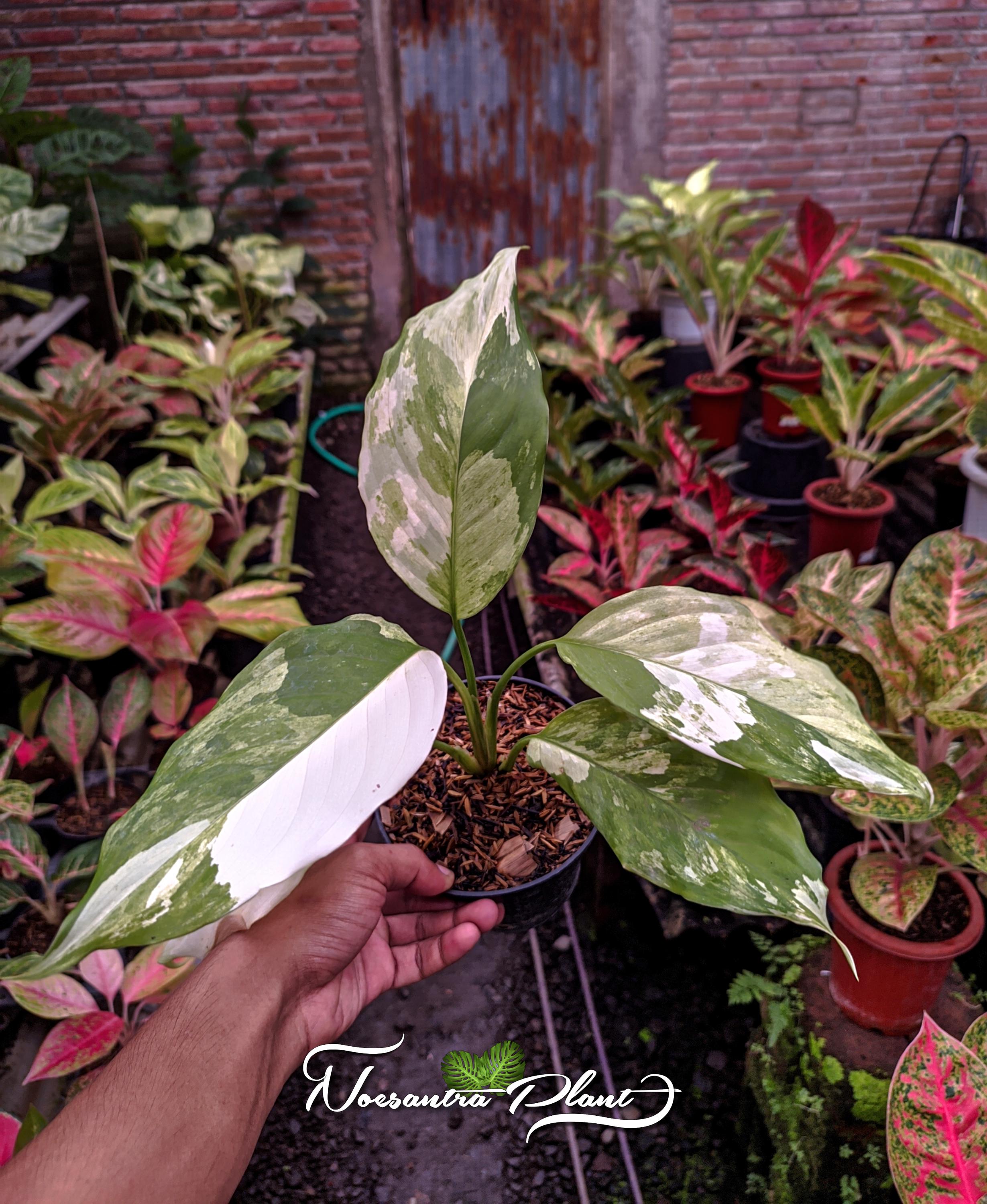 aglaonema pictum peacock Aglaonema Rotundum Hybrid Peacock (Aglaenema Peacock Plant)  Pariworld