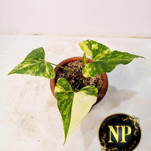 親株 斑入り アンスリウム テロダクティル 斑無しの方が見かけない気がするアンスリウム