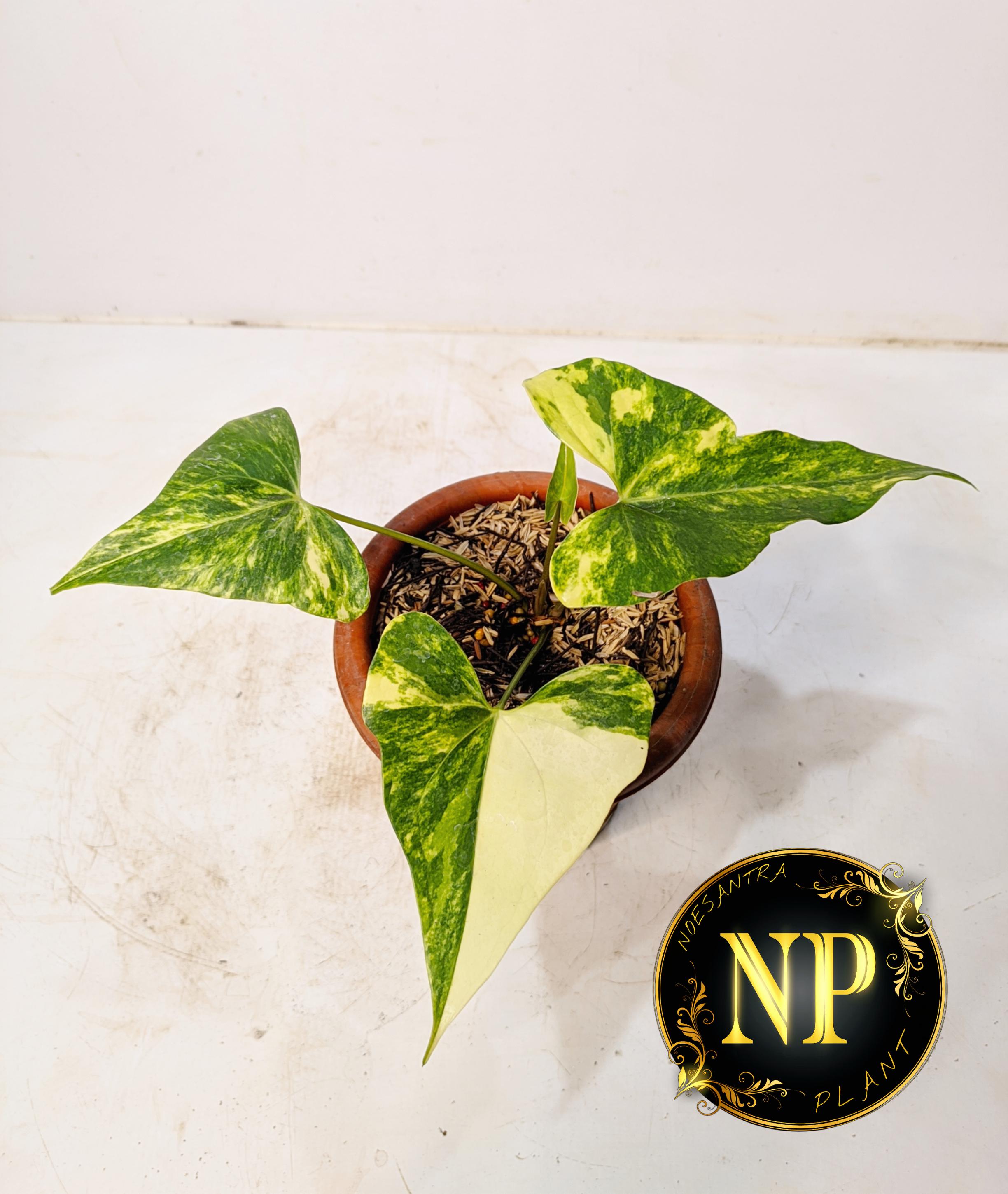 親株 斑入り アンスリウム テロダクティル - 55513 親株 斑入り アンスリウム テロダクティル - 55513