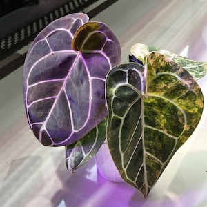 Peut inclure: Plante d'Anthurium avec de grandes feuilles en forme de cœur. Les feuilles sont d'un violet profond avec des nervures blanches proéminentes. Une autre feuille est verte et jaune avec des veines blanches. La plante est dans un pot blanc.