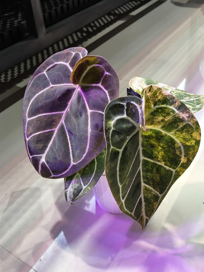 May include: Anthurium plant with large, heart-shaped leaves. The leaves are a deep purple with prominent white veins. Another leaf is green and yellow with white veins. The plant is in a white pot.