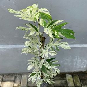 Puede incluir: Una planta de Monstera en maceta con hojas grandes y abigarradas. Las hojas muestran una mezcla de patrones verdes y blanco crema. La planta es alta y erguida, con un soporte de madera. El fondo es una pared gris lisa y un patio de ladrillos.