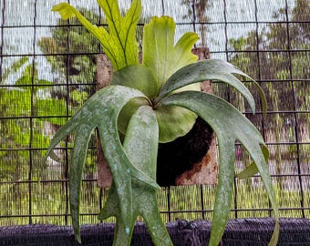 Platycerium Willinckii Jewel Sporeling - Etsy