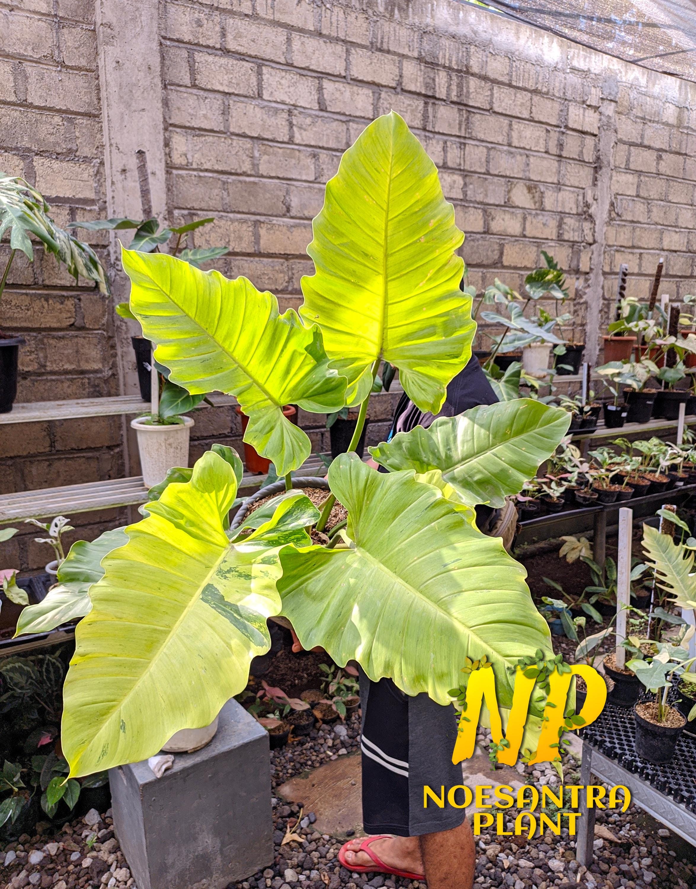 Philodendron jungle fever - Etsy 日本