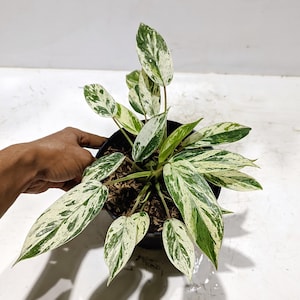 Philodendron Ilsemani Filippine Variegated Life Plant Beauty