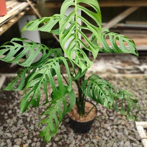 Op de afbeelding: Een potplant van de Monstera adansonii, ook wel bekend als de Zwitserse kaasplant, met levendig groene, uniek geperforeerde bladeren. De plant staat in een zwarte pot gevuld met aarde en staat op een bed van kleine grijze stenen.