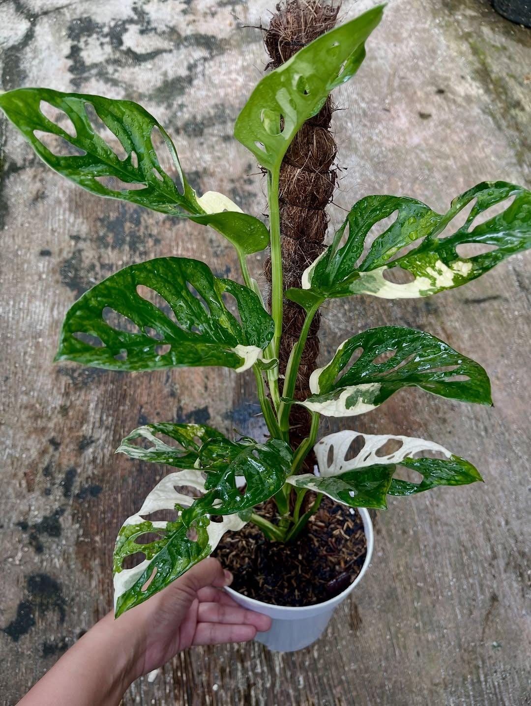 philodendron beauty green Philodendron Florida Beauty Variegated | Philo Florida Beauty in 4.5” Pot | Rare Indoor Plants for Delivery | Houseplant for sale main image 0