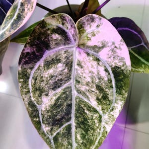May include: Close-up of a large, heart-shaped leaf with a unique pattern. The leaf features a mix of green, white, and pink hues, with prominent white veins. The plant's stem and other leaves are visible in the background.