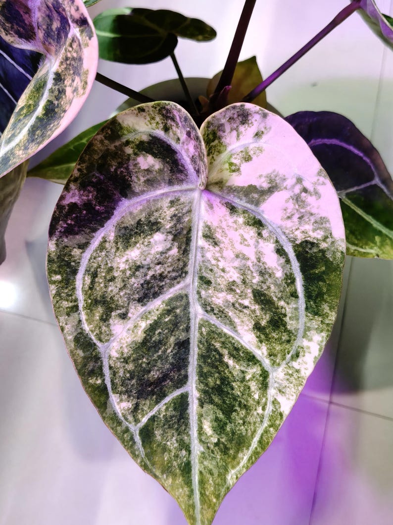 May include: Close-up of a large, heart-shaped leaf with a unique pattern. The leaf features a mix of green, white, and pink hues, with prominent white veins. The plant's stem and other leaves are visible in the background.