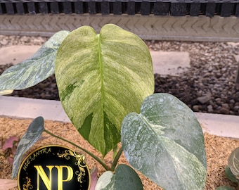 Prawdziwe zdjęcie Monstera Jungle Mint Variegated