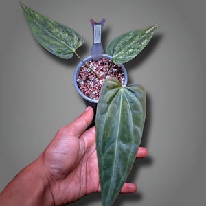 Op de afbeelding: Een potplant met grote, groen gevlekte bladeren. De plant staat in een kleine zwarte pot gevuld met aarde en kleine steentjes. De tekst "NOESANTRA PLANT" is rechtsonder zichtbaar.