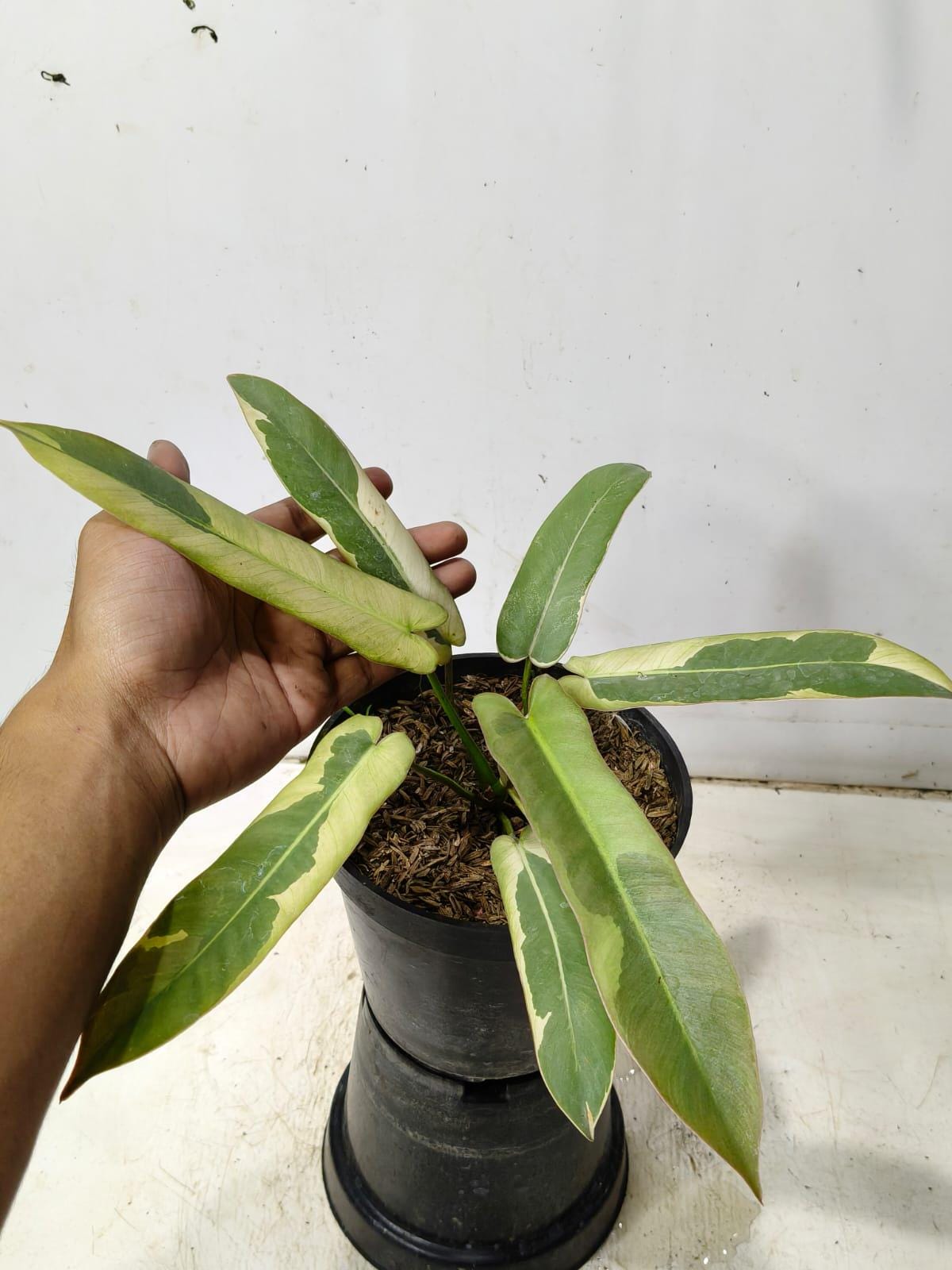 Philodendron atabapoense - Etsy 日本