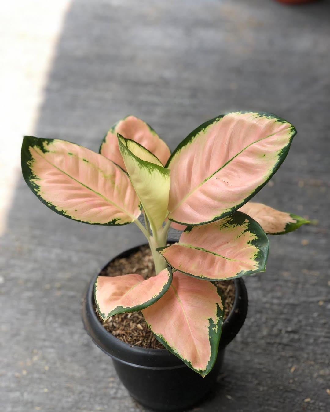Aglaonema Monalisa White - Etsy