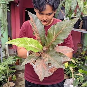 Imagen real de Anthurium Hookeri Red Diamond, forma oscura, hojas hermosas
