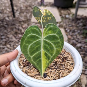 Echter Pick Anthurium King Clarinervium Variegated 2 Leaf
