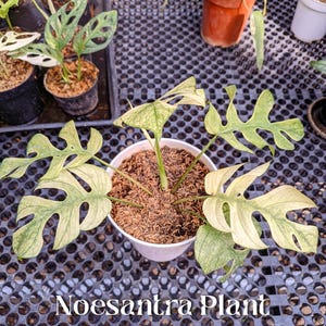 Rhaphidophora megasperma - Etsy 日本