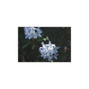 May include: Close-up of white rhododendron flowers in full bloom, set against a backdrop of dark green leaves. The flowers have delicate, ruffled petals and are clustered together, creating a vibrant contrast.