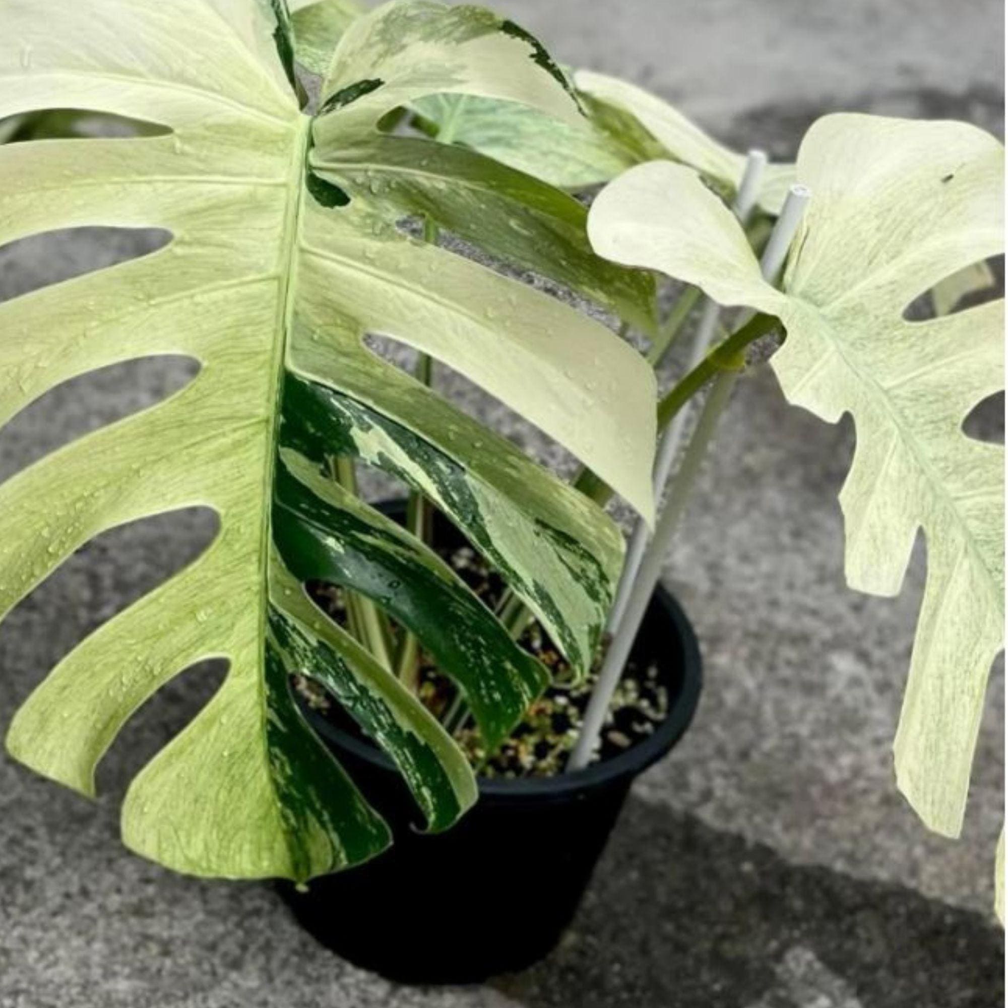 Rare Monstera Compacta - Etsy