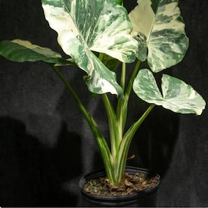 Alocasia Macrorrhiza Variegata Variegated Rare Live Starter Plant Corms Indoor Houseplant Free