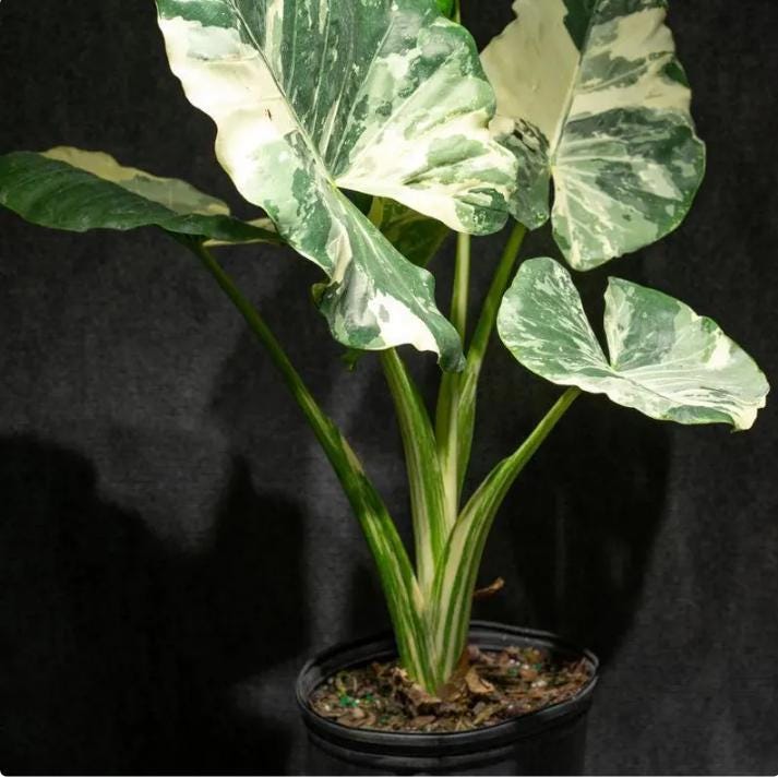 【特価出品】アロカシア マハラニ アルボ斑入り ヴァリエガータ ※鉢のまま発送 Variegated alocasia maharani - Etsy 日本