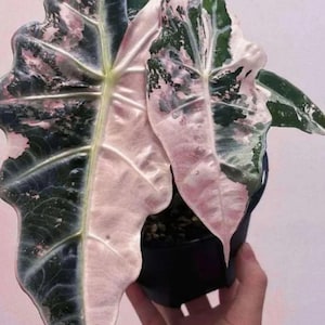 Alocasia nobilis pink variegated - Etsy 日本