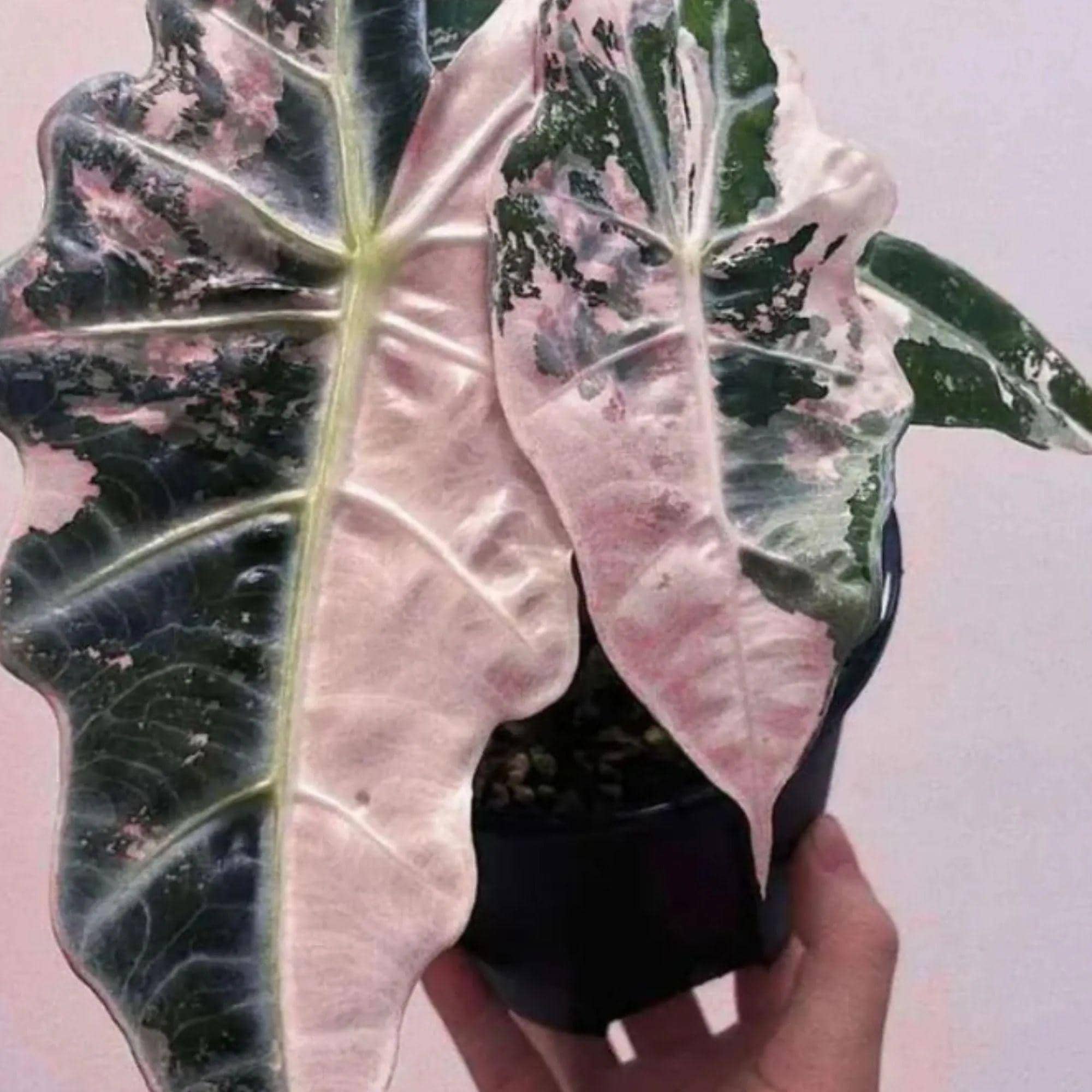 アロカシア ノビリス ピンク Alocasia nobilis pink variegated - Etsy 日本