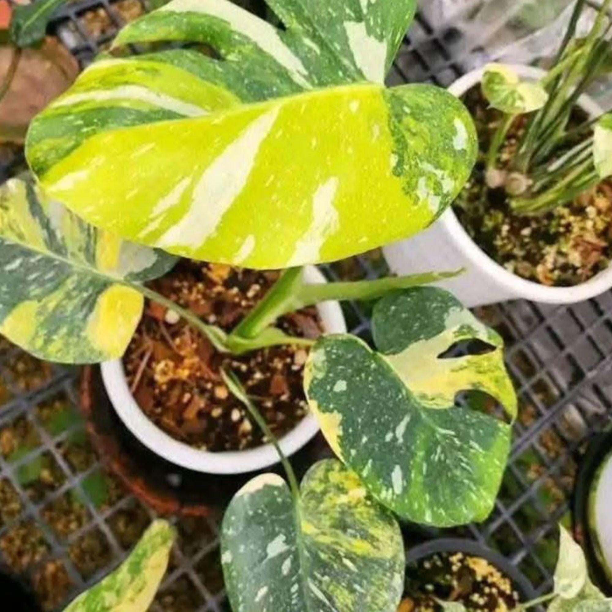 Monstera white lava - Etsy 日本