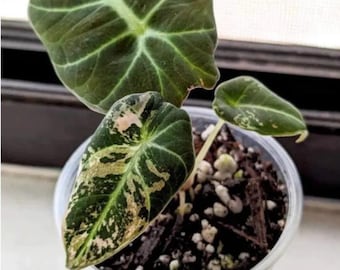 【レア】アロカシア　シャントリエリ　斑入り アロカシア シャントリエリ 「Alocasia Chantrieri」63D | SHOUCH