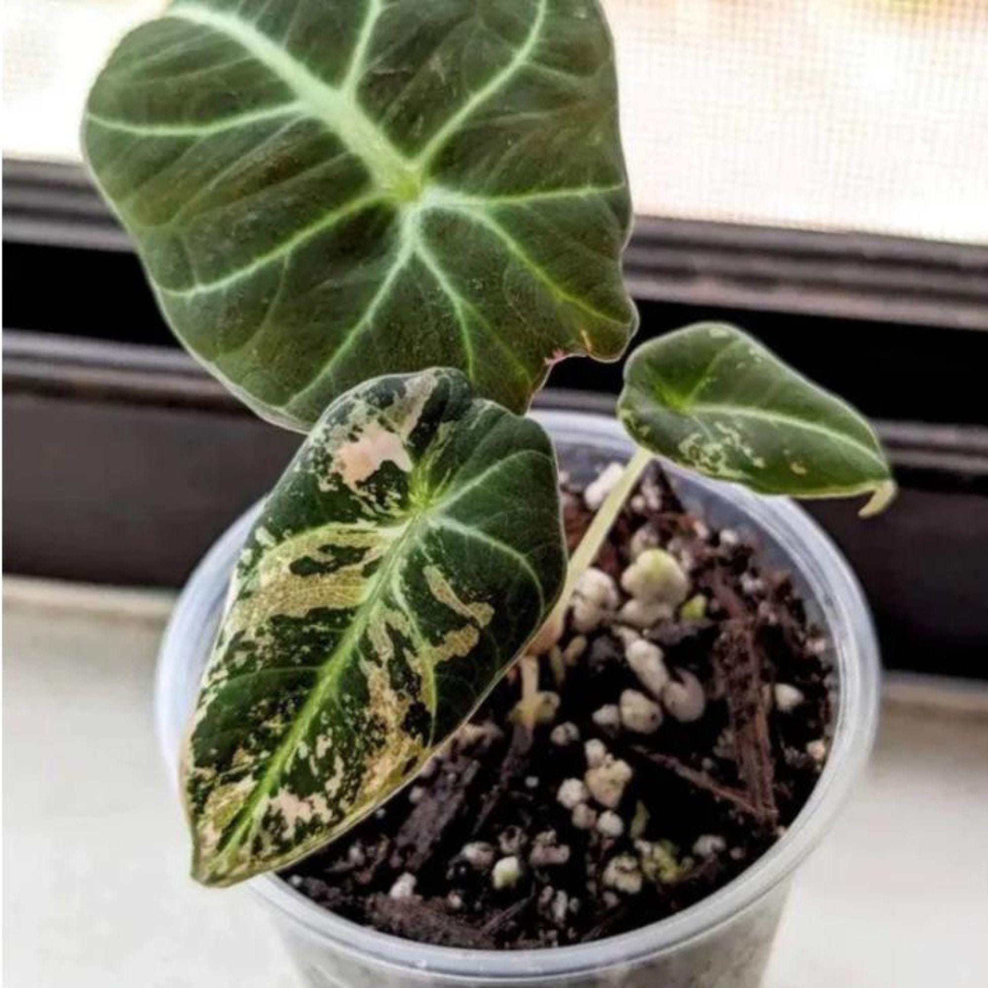 Alocasia watsoniana pink variegated - Etsy 日本