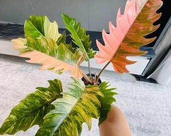 1 組織培養株 フィロデンドロン キャラメルマーブル ファイヤー