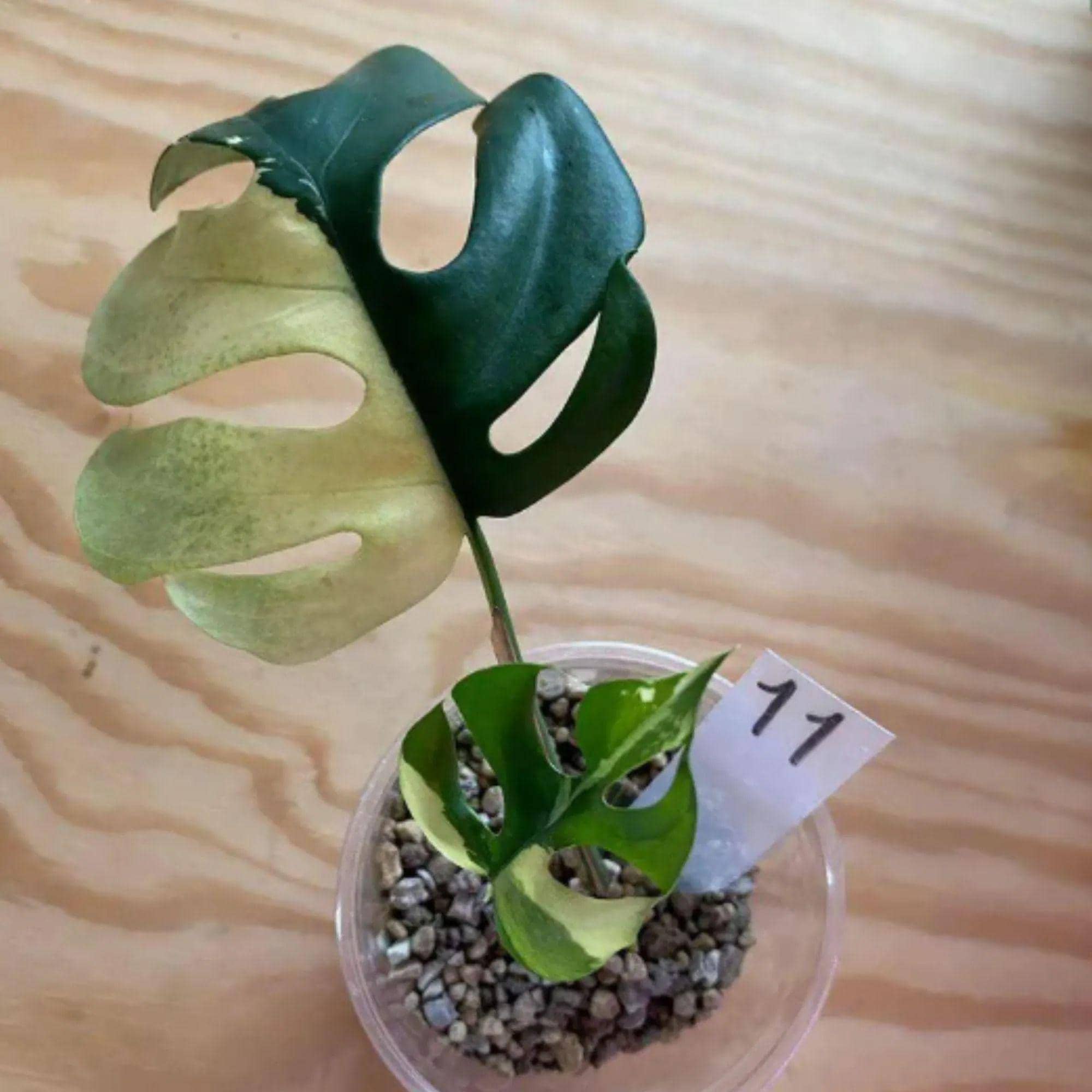 Rhaphidophora - Etsy 日本