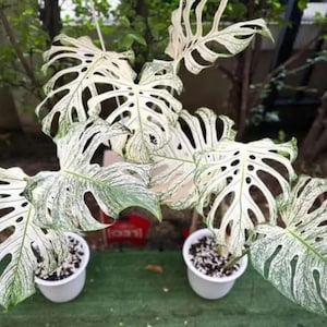 Monstera devil monster - Etsy 日本