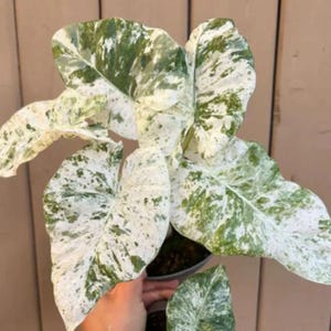 Alocasia Macrorrhiza Splash variegated Rare Live Starter Plant High Color Indoor Easy Care Houseplant
