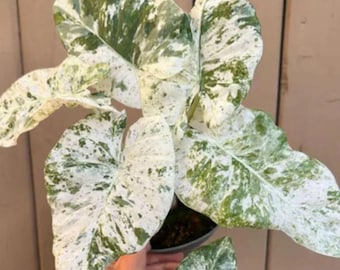 【レア】アロカシア　シャントリエリ　斑入り 5 アロカシア シャントリエリ ピンク 斑入り 球根 珍しい 屋内