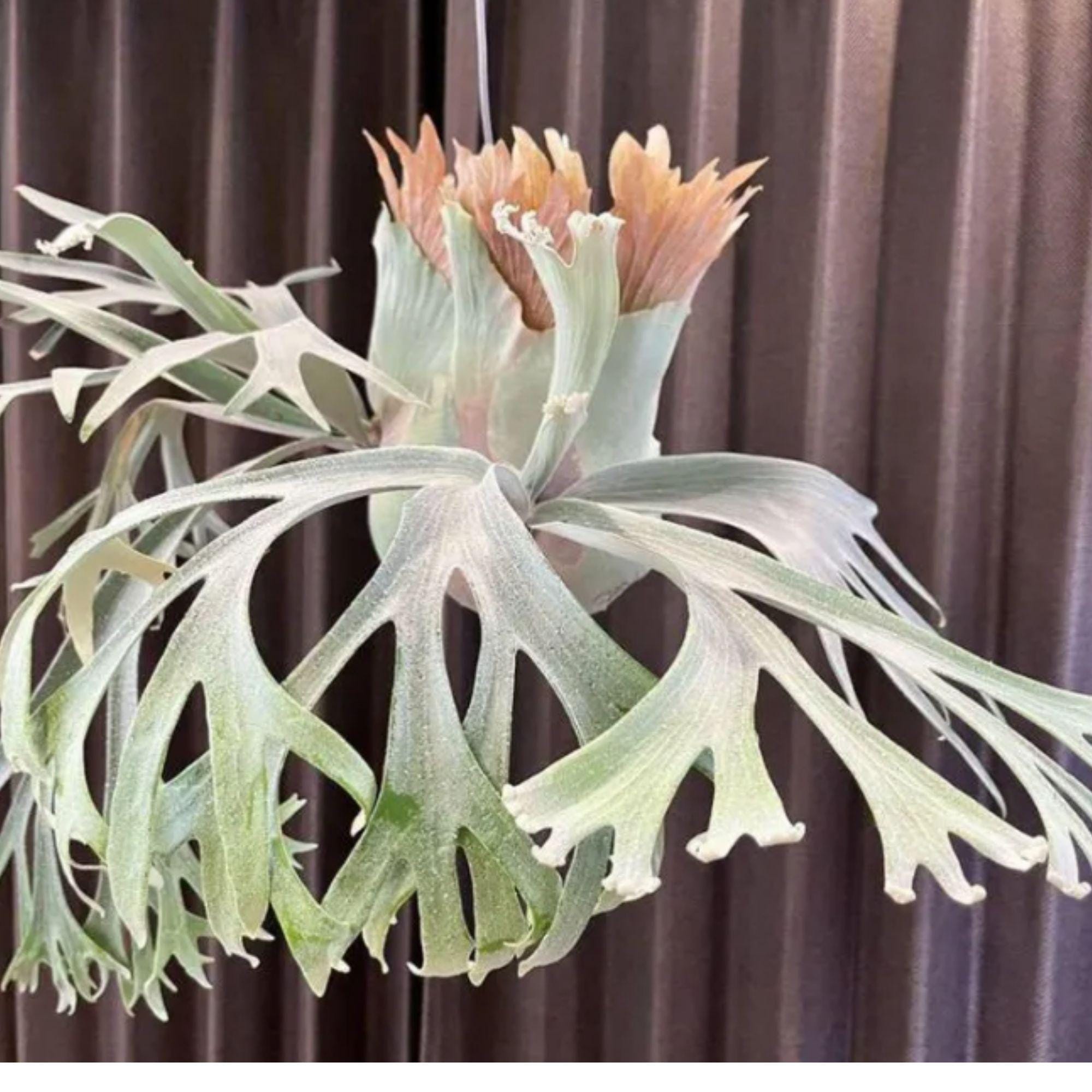 Platycerium Veitchii - Etsy Platycerium Veitchii - Etsy