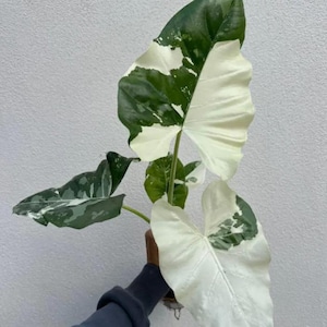 Alocasia Macrorrhiza Variegata Variegated Rare Live Starter Plant Corms Indoor Houseplant Free