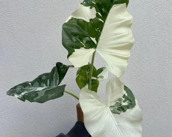 【レア】アロカシア　シャントリエリ　斑入り アロカシア シャントリエリ 「Alocasia Chantrieri」63D | SHOUCH