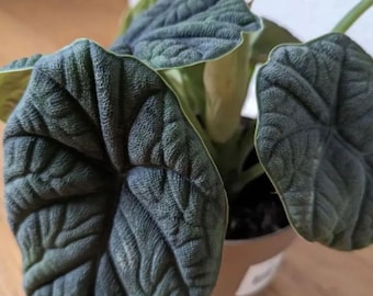 【レア】アロカシア　シャントリエリ　斑入り レア】アロカシア シャントリエリ 斑入り - メルカリ