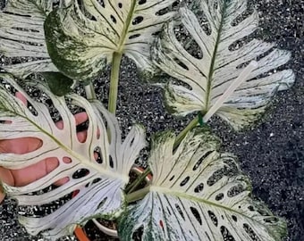 その他観葉植物 Musa Wah Kom Mint Musa 'Nam Wa Kum Mint' variegated banana - Tropics @Home