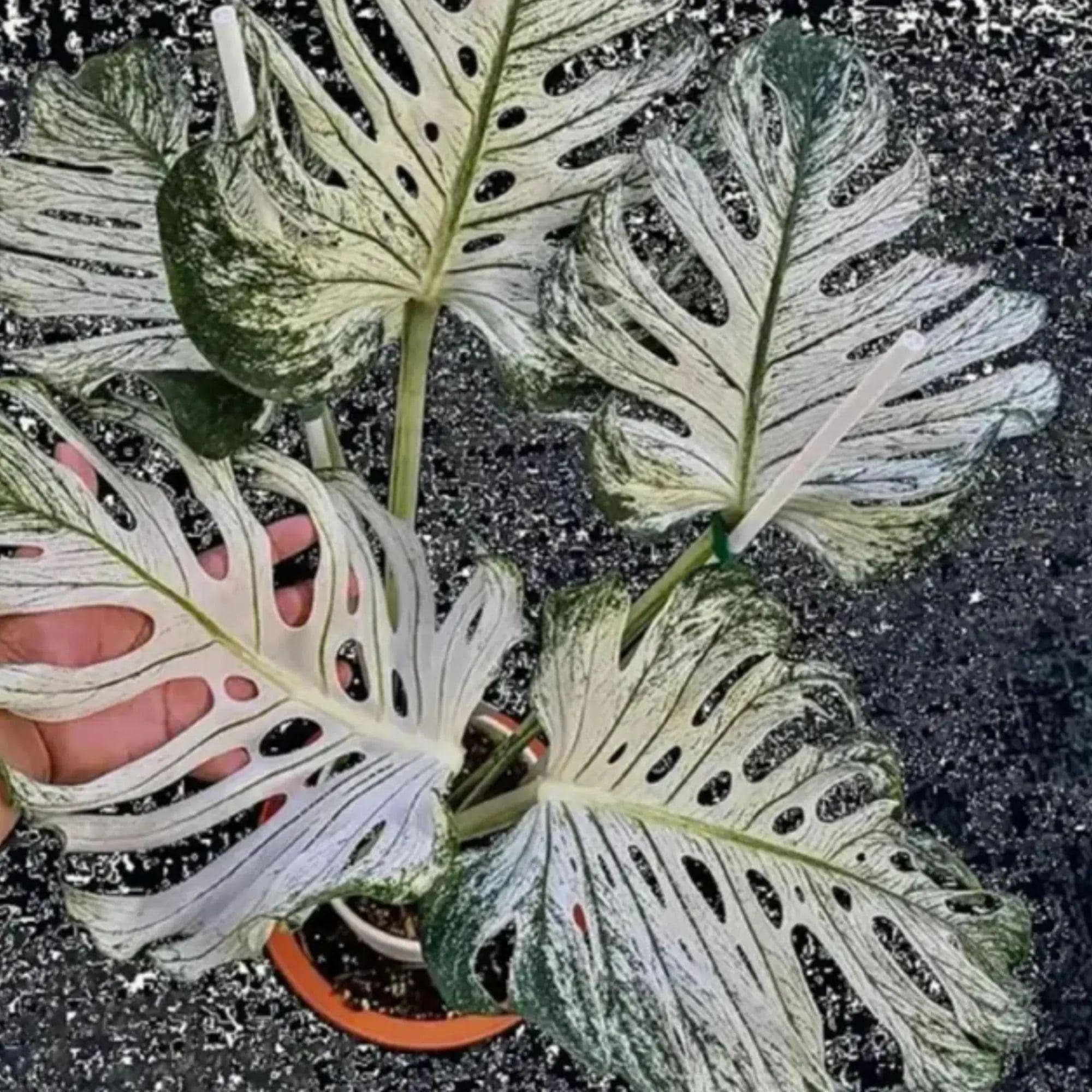 その他観葉植物 acetedyamada Aglaonema pictum tricolor 西スマトラ産のワイルド個体 | 希少