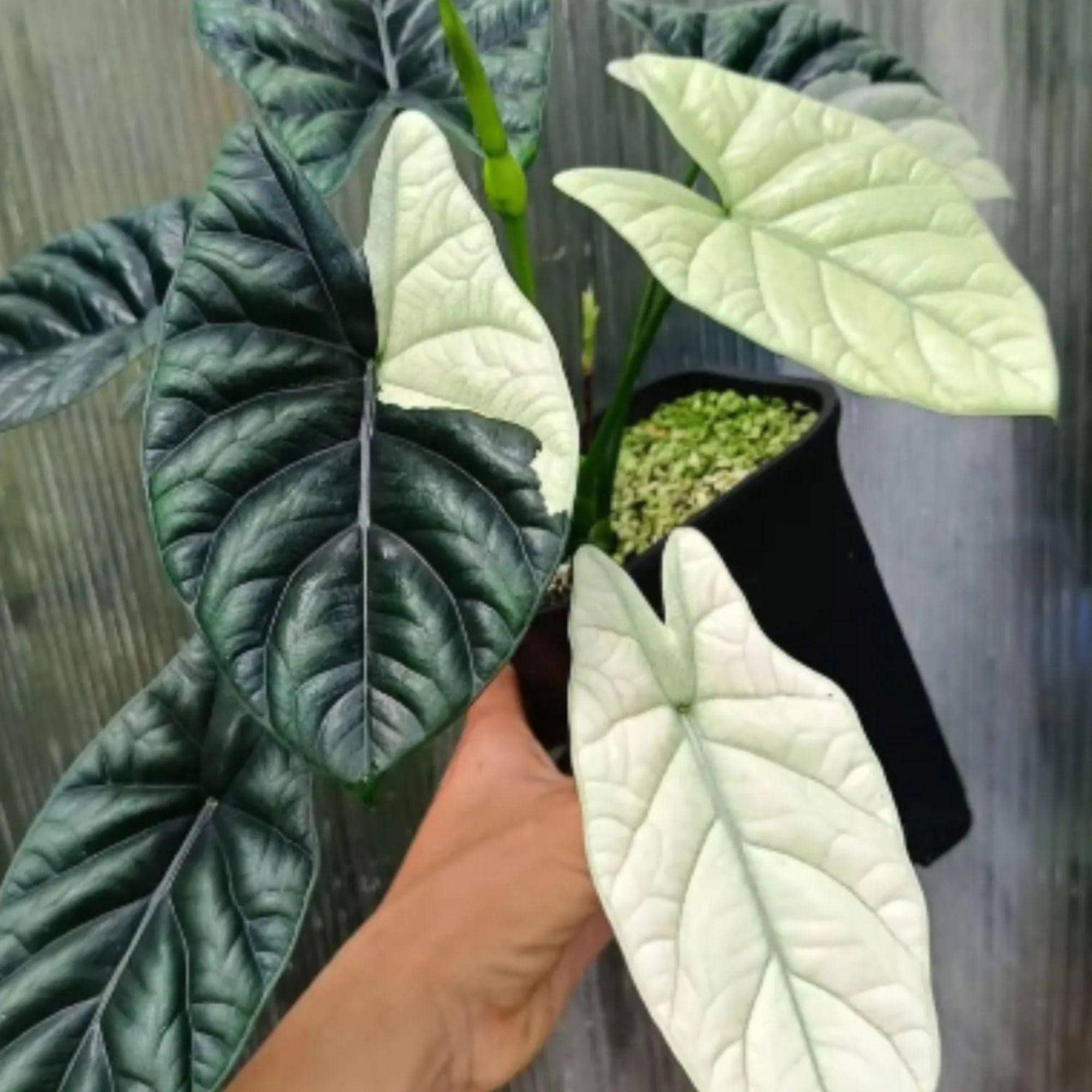 速達【アロカシア・シンポ　albo var.】芋 現品お届け】アロカシア シンポ アルボ Alocasia simpo albo