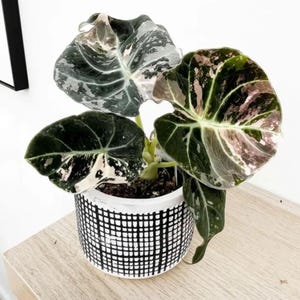 Variegated alocasia maharani - Etsy 日本