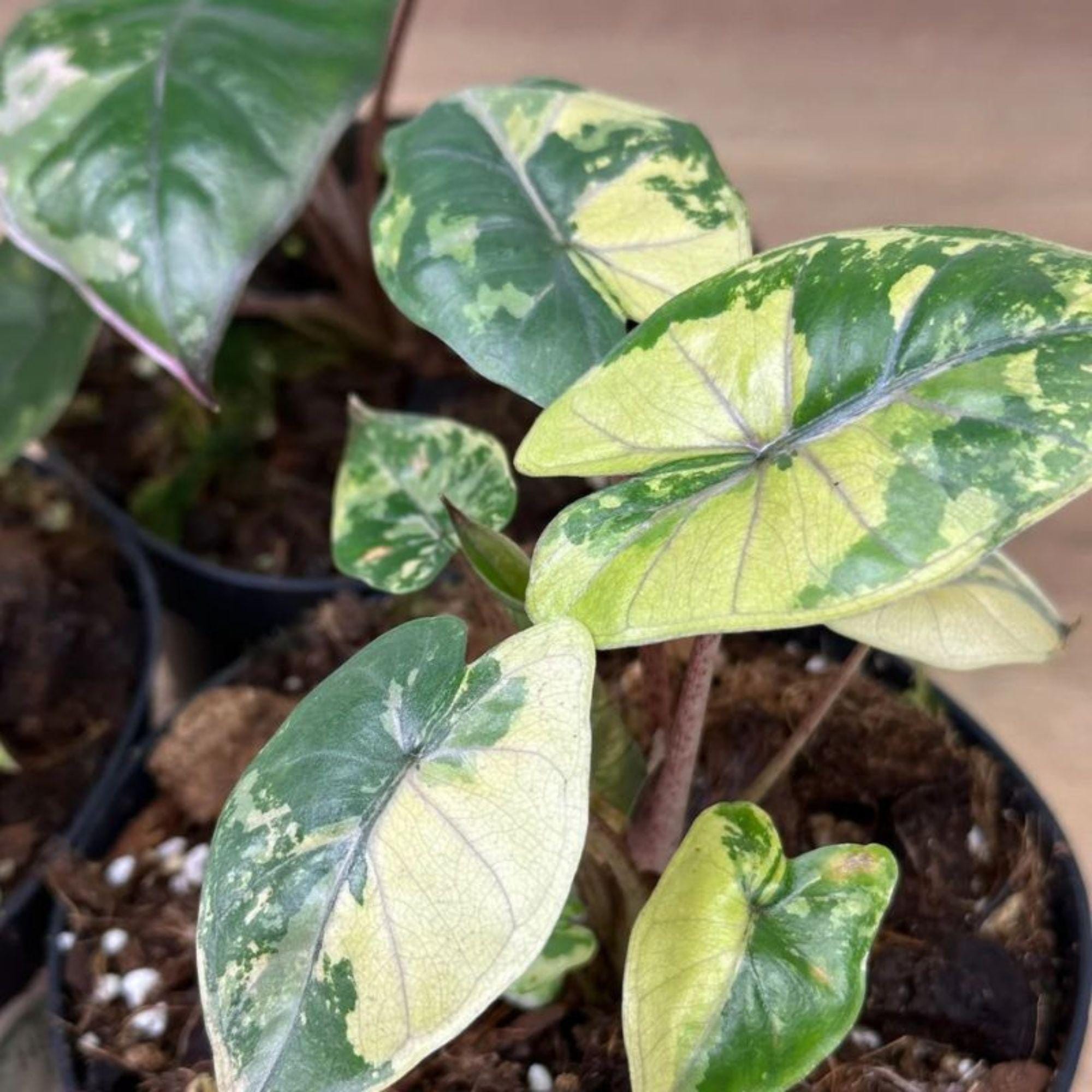 Variegated alocasia melo - Etsy 日本