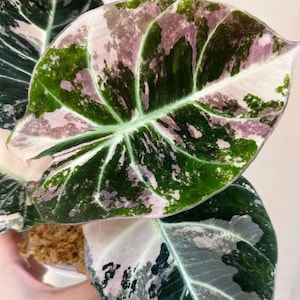 Alocasia black velvet pink variegated - Etsy 日本