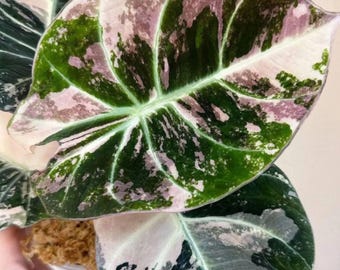 希少 アロカシア チャントリエリ ピンク Alocasia chantrieri pink /アロカシア チャントリエリ② - メルカリ