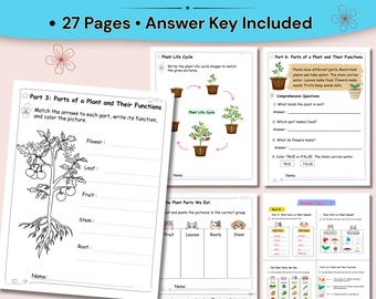 PDF werkblad planten voor kinderen | Delen van bestuiving van de levenscyclus van planten | Wetenschap van graad 2